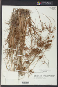 Cyperus retrorsus image