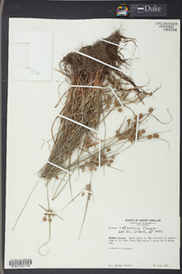 Cyperus retrorsus image