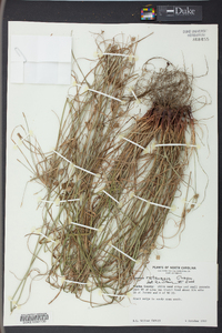 Cyperus retrorsus image