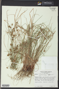 Cyperus retrorsus image