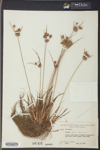 Cyperus retrorsus image