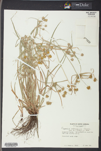 Cyperus retrorsus image