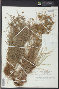Cyperus retrorsus image