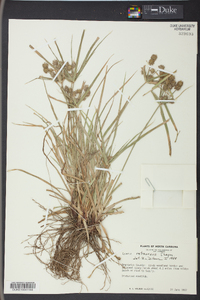 Cyperus retrorsus image