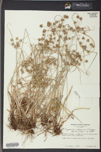 Cyperus retrorsus image