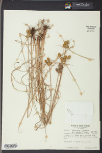 Cyperus retrorsus image