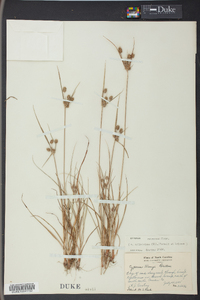 Cyperus retrorsus image