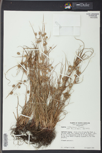 Cyperus retrorsus image