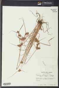 Cyperus retrorsus image