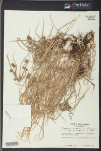 Cyperus retrorsus image