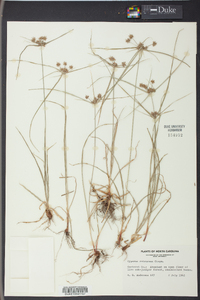 Cyperus retrorsus image