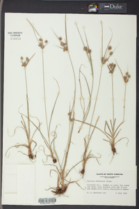 Cyperus retrorsus image