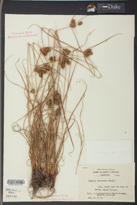Cyperus retrorsus image