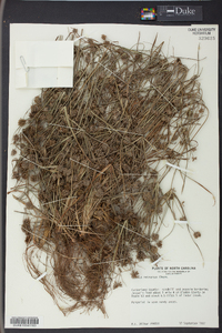 Cyperus retrorsus image