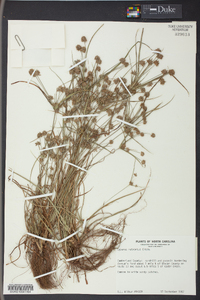 Cyperus retrorsus image