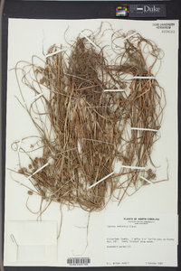 Cyperus retrorsus image