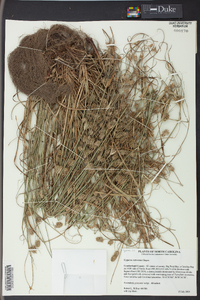 Cyperus retrorsus image