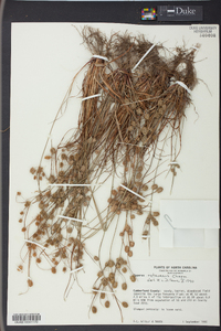 Cyperus retrorsus image