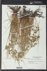 Cyperus retrorsus image