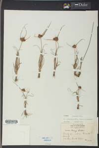 Cyperus retrorsus image