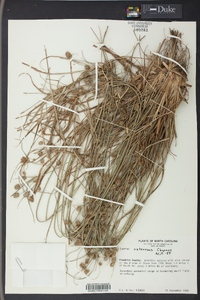 Cyperus retrorsus image