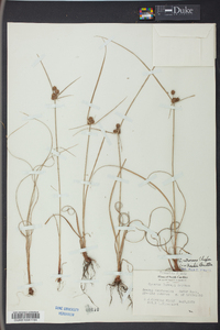 Cyperus retrorsus image