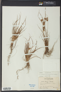 Cyperus retrorsus image