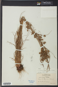 Cyperus retrorsus image