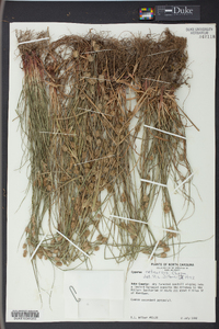 Cyperus retrorsus image