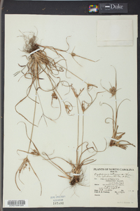 Cyperus retrorsus image