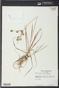 Cyperus retrorsus image