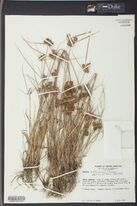 Cyperus retrorsus image