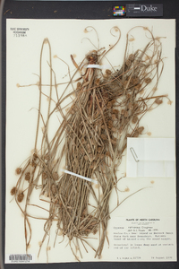 Cyperus retrorsus image