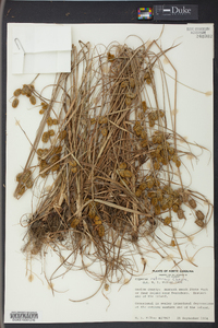 Cyperus retrorsus image