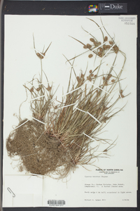 Cyperus retrorsus image