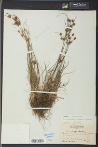 Cyperus retrorsus image