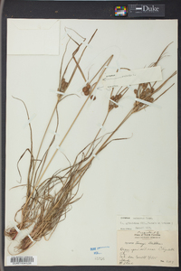 Cyperus retrorsus image