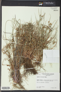 Cyperus retrorsus image