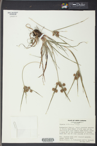 Cyperus retrorsus image