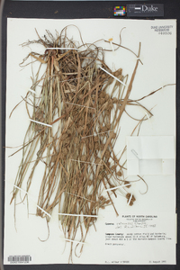 Cyperus retrorsus image