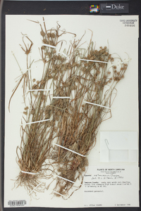 Cyperus retrorsus image