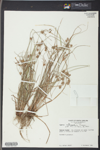 Cyperus retrorsus image