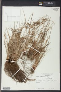 Cyperus retrorsus image