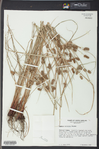 Cyperus retrorsus image