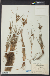 Cyperus retrorsus image