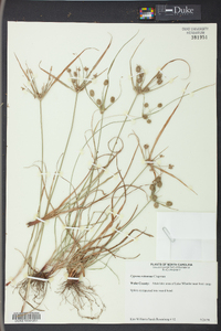 Cyperus retrorsus image