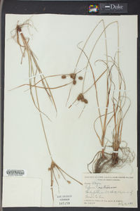 Cyperus retrorsus image