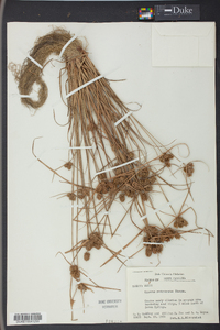 Cyperus retrorsus image