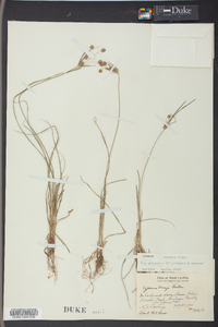 Cyperus retrorsus image