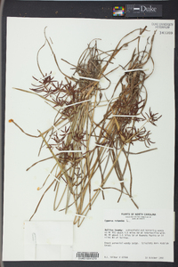 Cyperus rotundus image